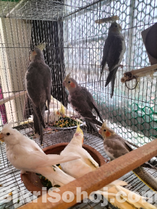 Cockatiel for sell